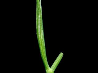 VTax1532.Ex1_.Img10.jpg
