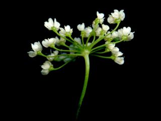VTax1532.Ex1_.Img11.jpg