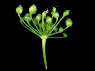 VTax1532.Ex1_.Img14.jpg