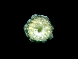 VTax1532.Ex1_.Img15.jpg