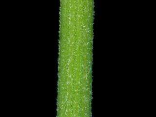 VTax1532.Ex1_.Img16.jpg