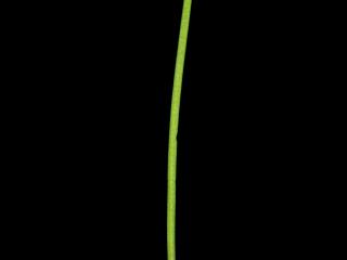VTax1532.Ex1_.Img3_.jpg