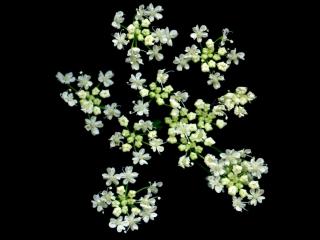 VTax1532.Ex1_.Img4_.jpg