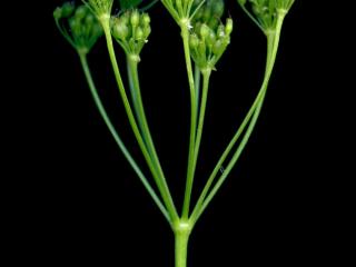 VTax1532.Ex1_.Img6_.jpg