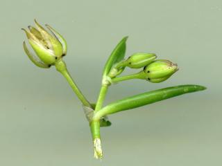VTax1978.Ex1_.Img9_.jpg