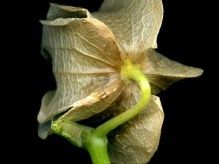 VTax2546.Ex1_.Img11.jpg
