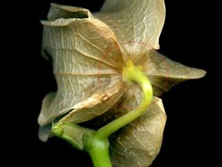 VTax2546.Ex1_.Img12.jpg