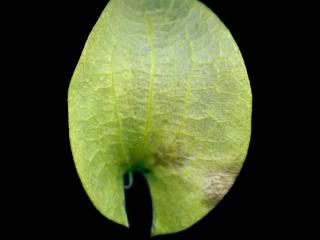 VTax2546.Ex1_.Img13.jpg