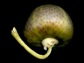 VTax2546.Ex1_.Img15.jpg