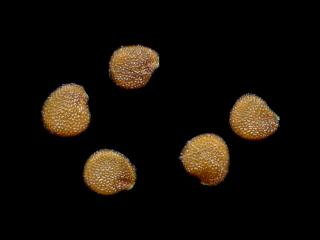 VTax2546.Ex1_.Img18.jpg