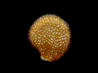 VTax2546.Ex1_.Img19.jpg