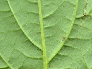 VTax2546.Ex1_.Img20.jpg