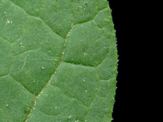 VTax2546.Ex1_.Img21.jpg