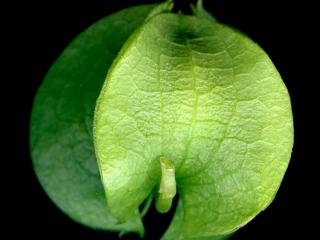VTax2546.Ex1_.Img6_.jpg