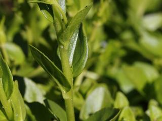 VTax4765.Ex1_.Img6_.JPG