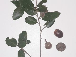 VTax4771.Ex1_.Img1_.jpg