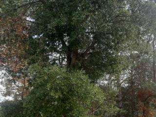 VTax4771.Ex1_.Img6_.jpg