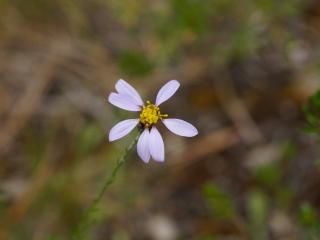VTax4772.Ex1_.Img1_.JPG