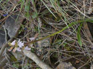VTax4775.Ex1_.Img1_.JPG