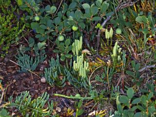 VTax4776.Ex1_.Img1_.JPG