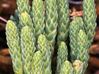 VTax4776.Ex1_.Img5_.JPG