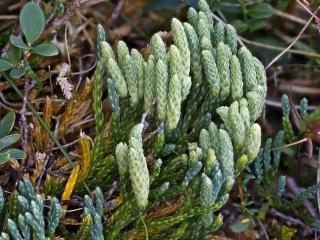 VTax4776.Ex1_.Img7_.jpg