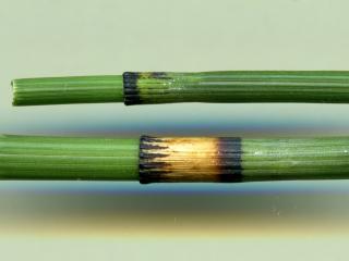 VTax4777.Ex1_.Img3_.jpg