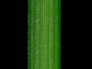 VTax4777.Ex1_.Img4_.jpg