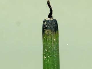 VTax4777.Ex1_.Img5_.jpg