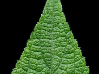VTax4778.Ex1_.Img10.jpg