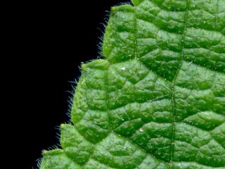 VTax4778.Ex1_.Img11.jpg