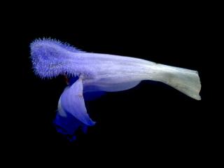 VTax4778.Ex1_.Img14.jpg