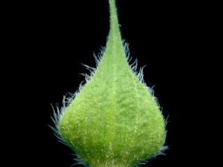 VTax4778.Ex1_.Img15.jpg