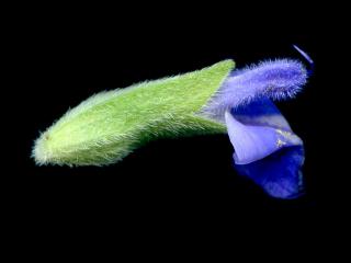 VTax4778.Ex1_.Img16.jpg