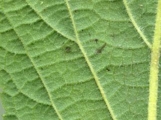 VTax4778.Ex1_.Img19.jpg