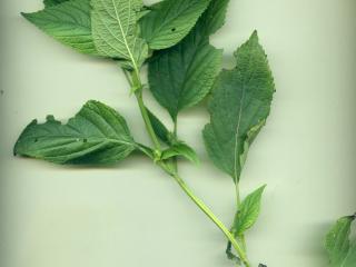 VTax4778.Ex1_.Img1_.jpg