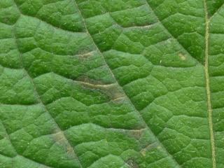 VTax4778.Ex1_.Img20.jpg