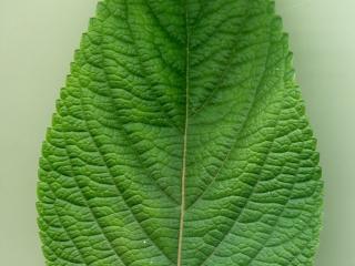 VTax4778.Ex1_.Img3_.jpg