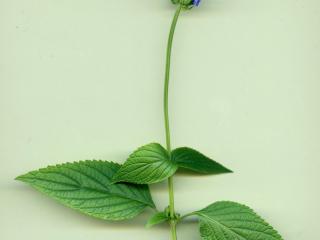VTax4778.Ex1_.Img4_.jpg