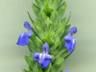 VTax4778.Ex1_.Img5_.jpg