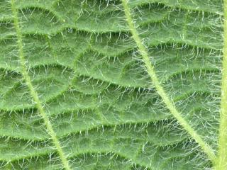 VTax4778.Ex1_.Img6_.jpg