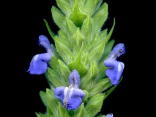 VTax4778.Ex1_.Img9_.jpg