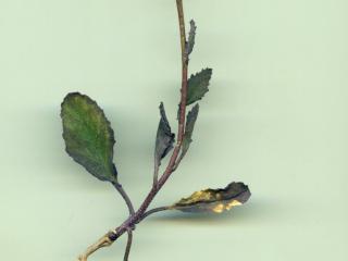 VTax4779.Ex1_.Img1_.jpg