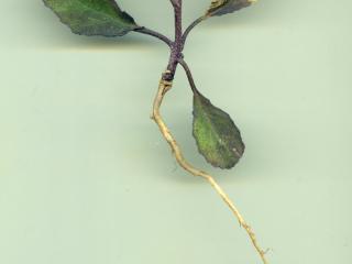 VTax4779.Ex1_.Img2_.jpg