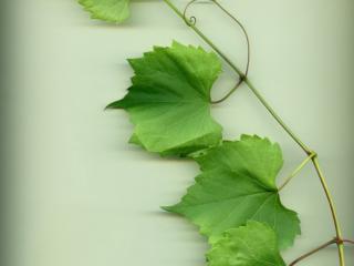 VTax4780.Ex1_.Img1_.jpg