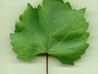 VTax4780.Ex1_.Img2_.jpg