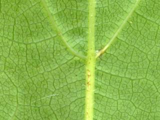 VTax4780.Ex1_.Img4_.jpg