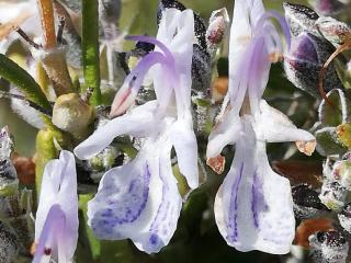 VTax2518.Ex1.Img3
