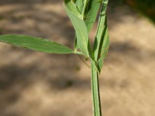VTax682.ExN.Img32