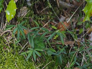 VTax1457.Ex1.Img4